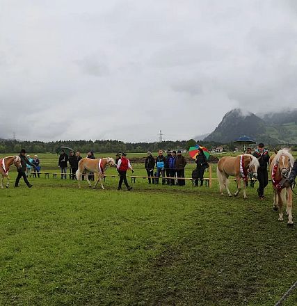 Jubiläumsausstellung 70 Jahre Haflinger Pferdezuchtverein mittleres Unterinnal _Foto Sarah Brunner