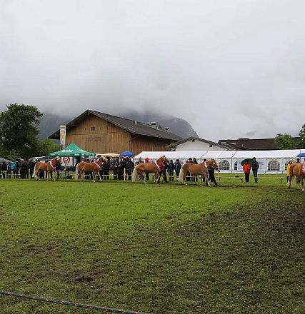 Jubiläumsausstellung 70 Jahre Haflinger Pferdezuchtverein mittleres Unterinnal _Foto Sarah Brunner