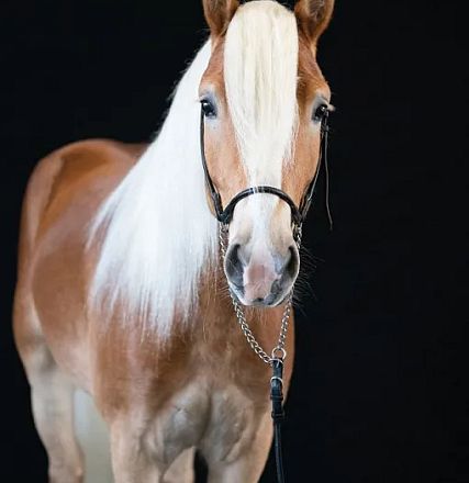 Haflinger stallion Achilles.jpg