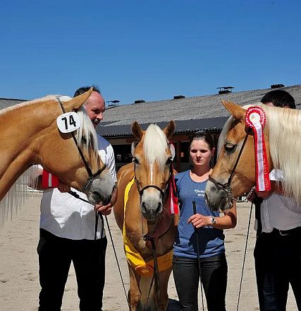 ARGE Haflinger Bundesjungstutenschau - Fotograf Bob Schouten