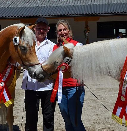 ARGE Haflinger Bundesjungstutenschau - Fotograf Rainer Nutz
