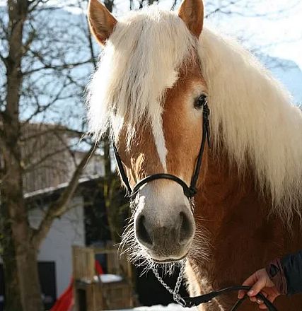liz.538/T Baldur