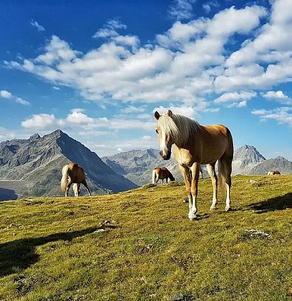 Almsommer bei Christoph & Paul Dornauer