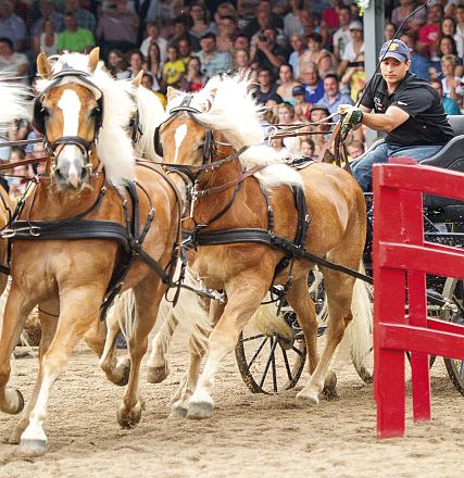 Gespannfahren 4 Spännig im Hindernis am Fohlenhof Ebbs