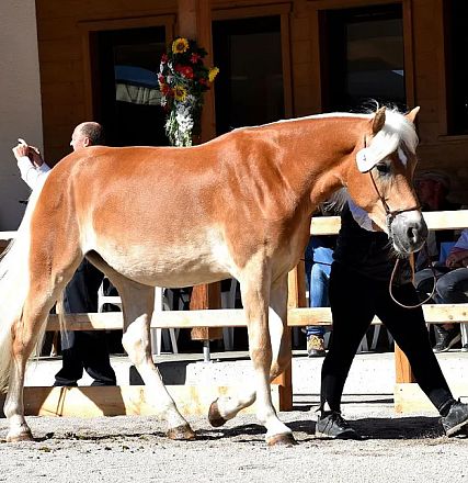 20457/T Gydia-Granad Elitestutenschau 2019 Fotograf Rainer Nutz