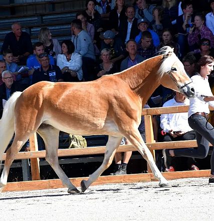 20256/T Halin Elitestutenschau 2019 Fotograf Rainer Nutz