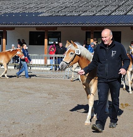 hengstkandidaten-2015-17