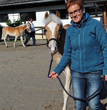 hengstkandidaten-2015-18