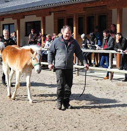 hengstkandidaten-2015-220