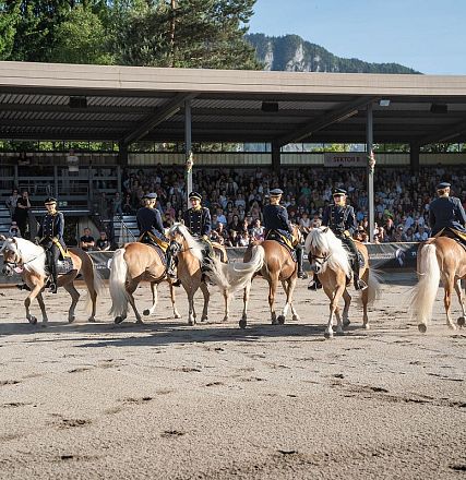 hwa-30-05-25-haflinger-show-019