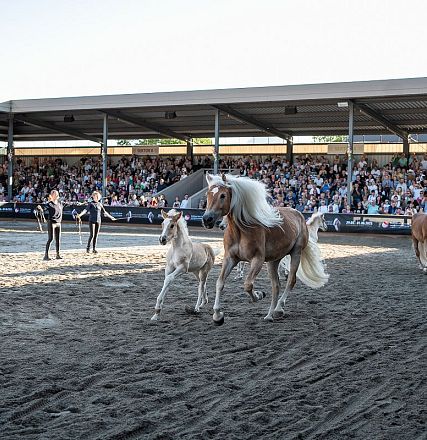 hwa-30-05-25-haflinger-show-1151