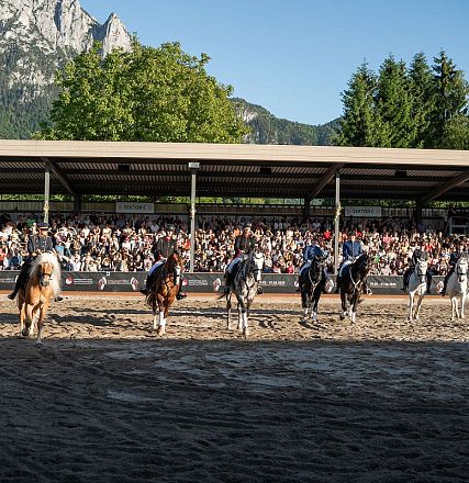 hwa-30-05-25-haflinger-show-142