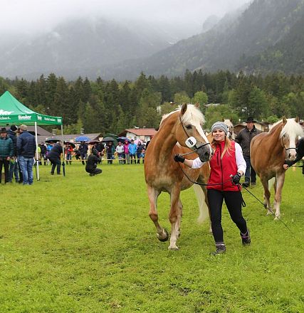 Jubiläumsausstellung 70 Jahre Haflinger Pferdezuchtverein mittleres Unterinnal _Foto Sarah Brunner
