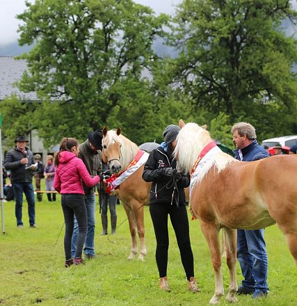 Jubiläumsausstellung 70 Jahre Haflinger Pferdezuchtverein mittleres Unterinnal _Foto Sarah Brunner