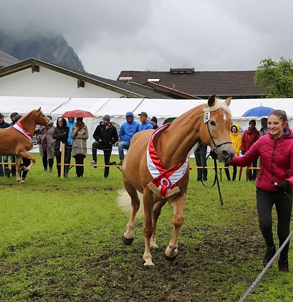 Jubiläumsausstellung 70 Jahre Haflinger Pferdezuchtverein mittleres Unterinnal _Foto Sarah Brunner
