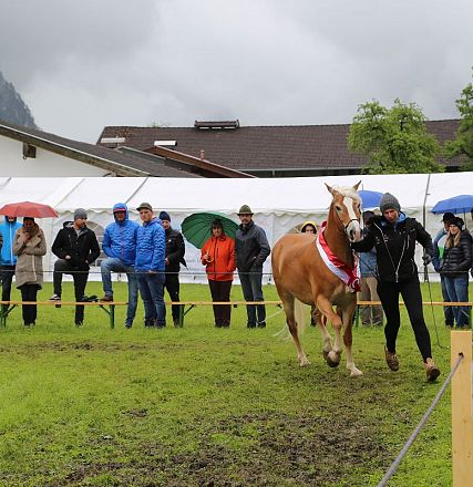 Jubiläumsausstellung 70 Jahre Haflinger Pferdezuchtverein mittleres Unterinnal _Foto Sarah Brunner