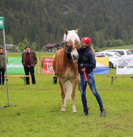 Jubiläumsausstellung 70 Jahre Haflinger Pferdezuchtverein mittleres Unterinnal _Foto Sarah Brunner