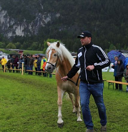 Jubiläumsausstellung 70 Jahre Haflinger Pferdezuchtverein mittleres Unterinnal _Foto Sarah Brunner