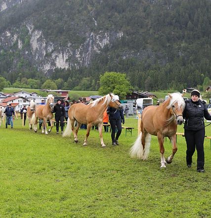 Jubiläumsausstellung 70 Jahre Haflinger Pferdezuchtverein mittleres Unterinnal _Foto Sarah Brunner