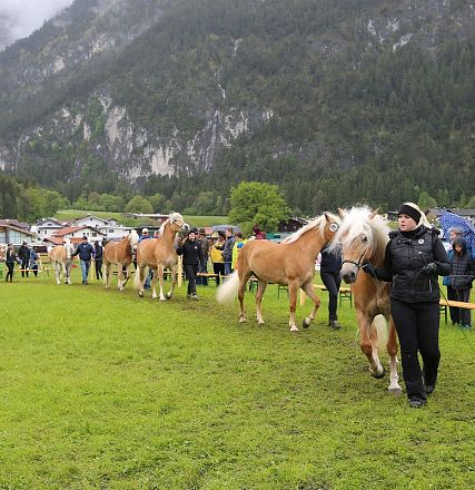 Jubiläumsausstellung 70 Jahre Haflinger Pferdezuchtverein mittleres Unterinnal _Foto Sarah Brunner