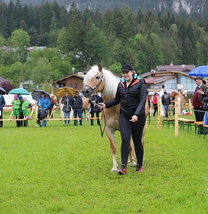 Jubiläumsausstellung 70 Jahre Haflinger Pferdezuchtverein mittleres Unterinnal _Foto Sarah Brunner