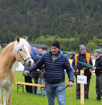 Jubiläumsausstellung 70 Jahre Haflinger Pferdezuchtverein mittleres Unterinnal _Foto Sarah Brunner