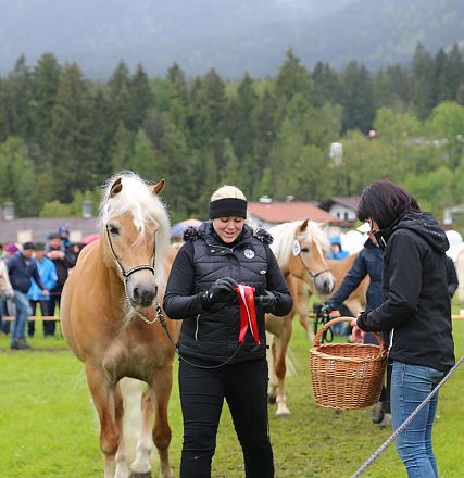 Jubiläumsausstellung 70 Jahre Haflinger Pferdezuchtverein mittleres Unterinnal _Foto Sarah Brunner