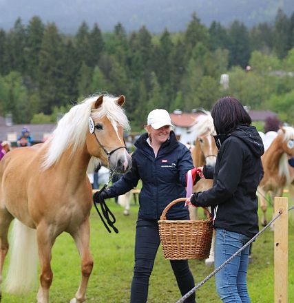 Jubiläumsausstellung 70 Jahre Haflinger Pferdezuchtverein mittleres Unterinnal _Foto Sarah Brunner