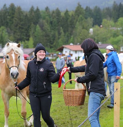 Jubiläumsausstellung 70 Jahre Haflinger Pferdezuchtverein mittleres Unterinnal _Foto Sarah Brunner