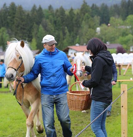 Jubiläumsausstellung 70 Jahre Haflinger Pferdezuchtverein mittleres Unterinnal _Foto Sarah Brunner