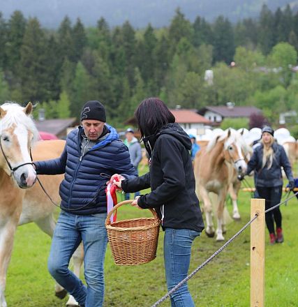 Jubiläumsausstellung 70 Jahre Haflinger Pferdezuchtverein mittleres Unterinnal _Foto Sarah Brunner