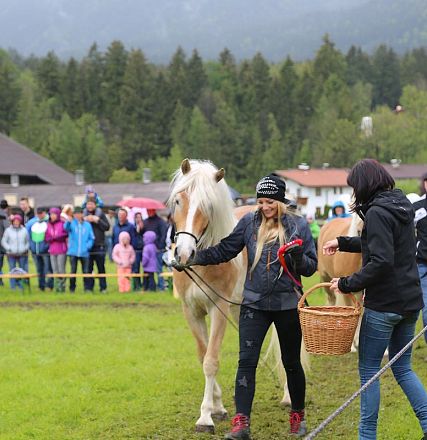 Jubiläumsausstellung 70 Jahre Haflinger Pferdezuchtverein mittleres Unterinnal _Foto Sarah Brunner