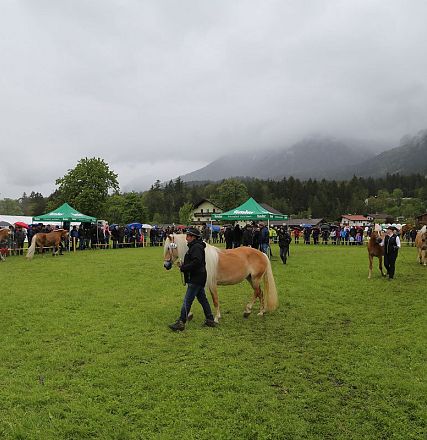 Jubiläumsausstellung 70 Jahre Haflinger Pferdezuchtverein mittleres Unterinnal _Foto Sarah Brunner
