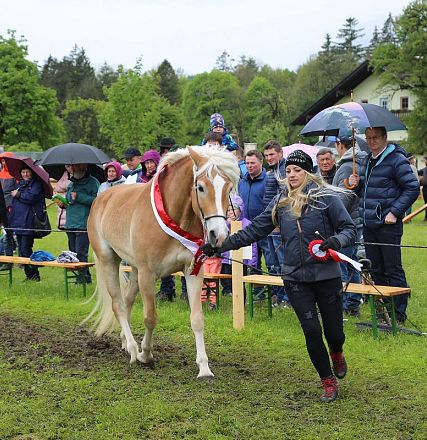 Jubiläumsausstellung 70 Jahre Haflinger Pferdezuchtverein mittleres Unterinnal _Foto Sarah Brunner