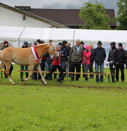 Jubiläumsausstellung 70 Jahre Haflinger Pferdezuchtverein mittleres Unterinnal _Foto Sarah Brunner