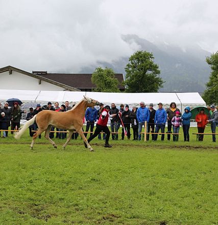 Jubiläumsausstellung 70 Jahre Haflinger Pferdezuchtverein mittleres Unterinnal _Foto Sarah Brunner