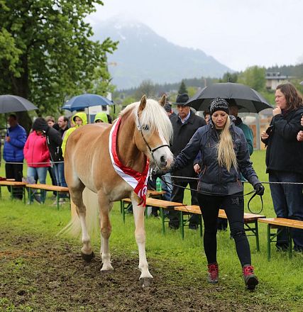 Jubiläumsausstellung 70 Jahre Haflinger Pferdezuchtverein mittleres Unterinnal _Foto Sarah Brunner