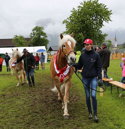 Jubiläumsausstellung 70 Jahre Haflinger Pferdezuchtverein mittleres Unterinnal _Foto Sarah Brunner