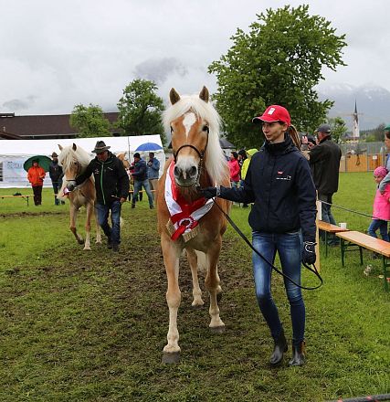 Jubiläumsausstellung 70 Jahre Haflinger Pferdezuchtverein mittleres Unterinnal _Foto Sarah Brunner