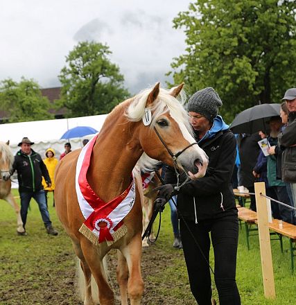 Jubiläumsausstellung 70 Jahre Haflinger Pferdezuchtverein mittleres Unterinnal _Foto Sarah Brunner