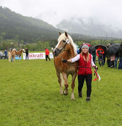 Jubiläumsausstellung 70 Jahre Haflinger Pferdezuchtverein mittleres Unterinnal _Foto Sarah Brunner