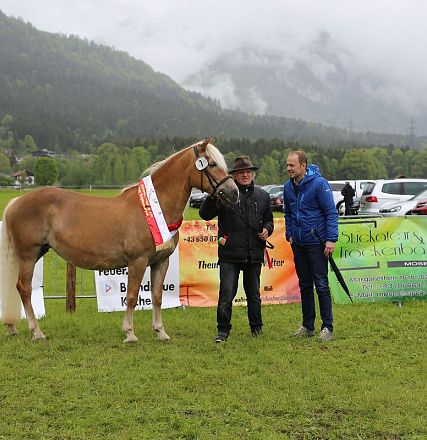 Jubiläumsausstellung 70 Jahre Haflinger Pferdezuchtverein mittleres Unterinnal _Foto Sarah Brunner