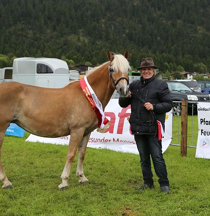 Jubiläumsausstellung 70 Jahre Haflinger Pferdezuchtverein mittleres Unterinnal _Foto Sarah Brunner