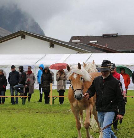 Jubiläumsausstellung 70 Jahre Haflinger Pferdezuchtverein mittleres Unterinnal _Foto Sarah Brunner