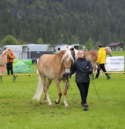 Jubiläumsausstellung 70 Jahre Haflinger Pferdezuchtverein mittleres Unterinnal _Foto Sarah Brunner