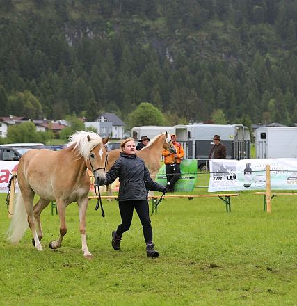 Jubiläumsausstellung 70 Jahre Haflinger Pferdezuchtverein mittleres Unterinnal _Foto Sarah Brunner