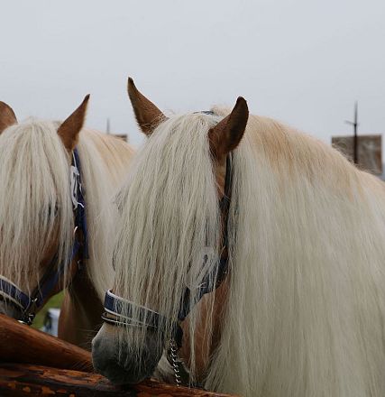 Jubiläumsausstellung 70 Jahre Haflinger Pferdezuchtverein mittleres Unterinnal _Foto Sarah Brunner