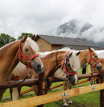 Jubiläumsausstellung 70 Jahre Haflinger Pferdezuchtverein mittleres Unterinnal _Foto Sarah Brunner