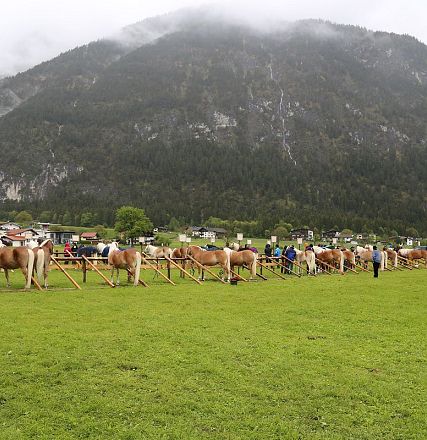 Jubiläumsausstellung 70 Jahre Haflinger Pferdezuchtverein mittleres Unterinnal _Foto Sarah Brunner