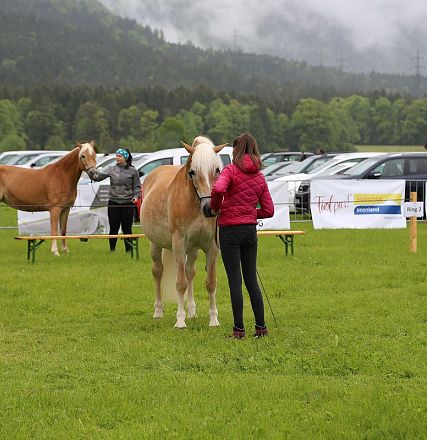 Jubiläumsausstellung 70 Jahre Haflinger Pferdezuchtverein mittleres Unterinnal _Foto Sarah Brunner